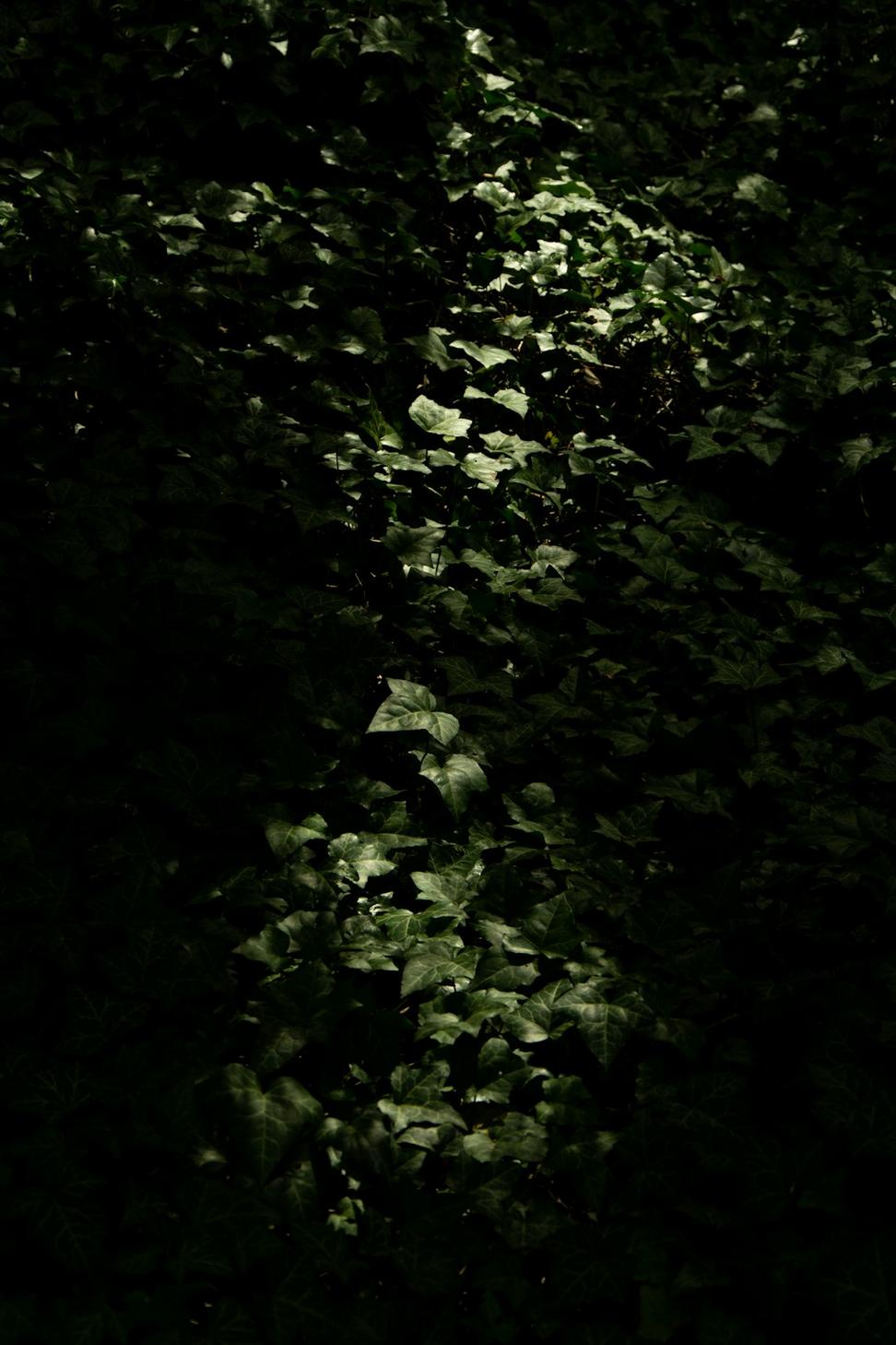 The Druid's Haven